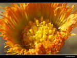پای کره اسبی